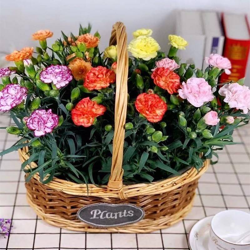 重瓣康乃馨花籽太阳花玫瑰花种籽子盆栽室内庭院四季播种开花