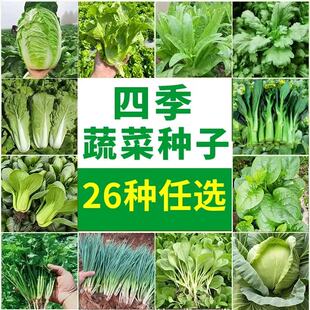 蔬菜种子大全白菜菠菜四季种植葱青菜萝卜乌塌菜苏州青上海青香菜