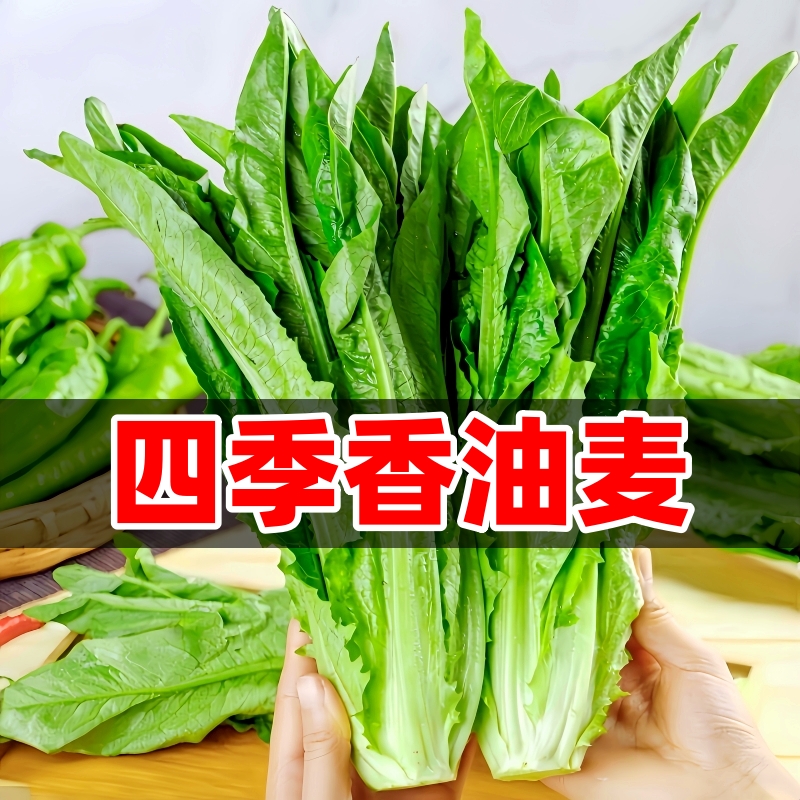 油麦菜种子四季播种米香味红油麦菜籽种耐寒阳台盆栽蔬菜种孑大全