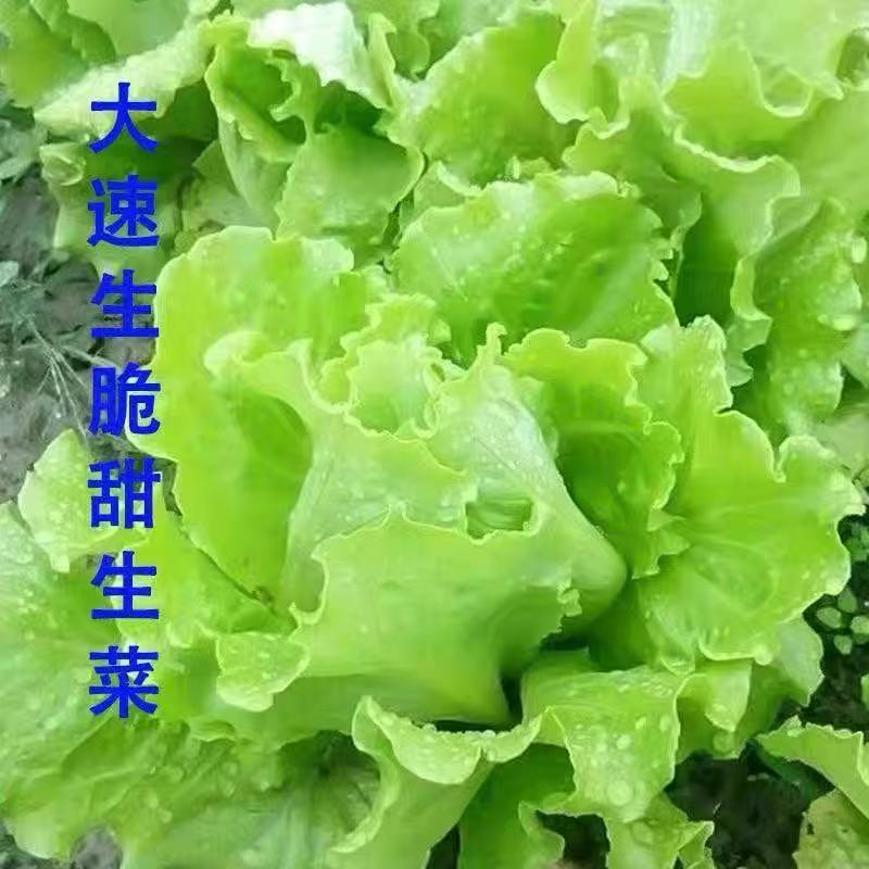 玻璃生菜种籽耐热四季意大利生菜种孑脆嫩沙拉奶油生莱子阳台盆栽