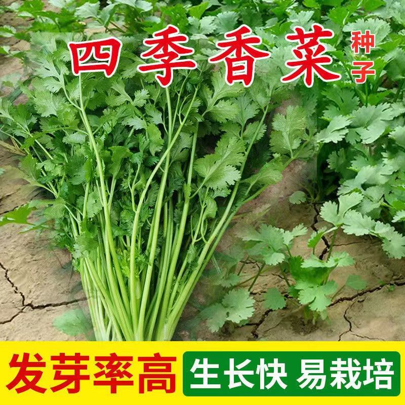四季小香葱香菜种籽蔬菜种子味香浓易种盆栽阳台室内外种植大小叶
