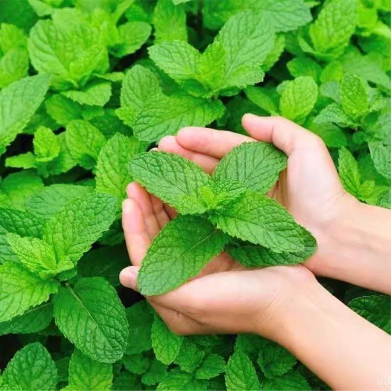 薄荷种籽子可食用四季播种香水留兰香猫薄荷种子驱蚊室内阳台盆栽