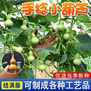 手捻小葫芦种子 成熟高产耐寒简单 葫芦种子春季 小院种植蔬菜夏季