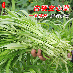 白梗骨柳叶空心菜种子种籽柳叶三叉菜籽四季蔬菜苗孑菜苗带根籽种