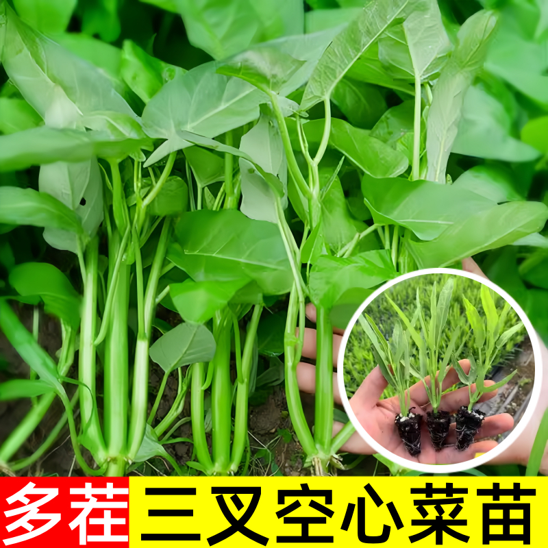 空心菜秧苗带根活苗三叉柳叶水培青菜苗蔬菜苗四季阳台盆栽小菜园