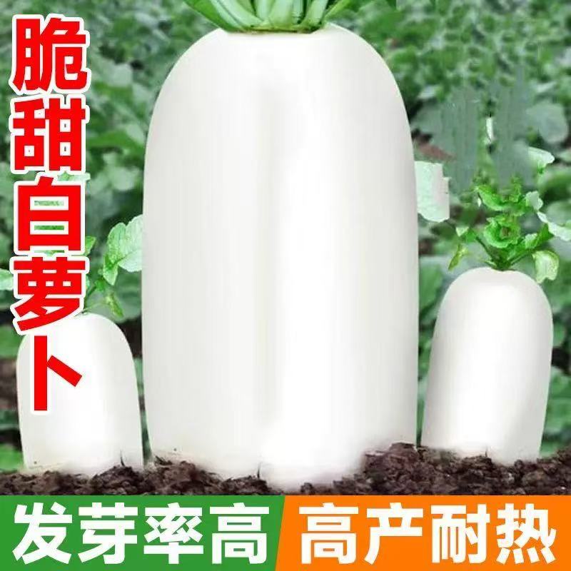 九斤王白萝卜萝卜种子春不老特大水果萝卜夏秋季耐寒种籽农家种孑