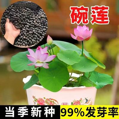 七彩碗莲水培植物荷花盆栽已开口四季播种开花阳台庭院睡莲四季
