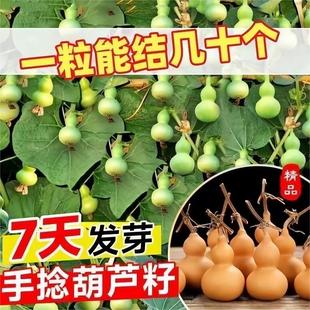 观赏 手捻小葫芦籽种子文玩葫芦盆栽种孑大全阳台庭院爬藤植物四季
