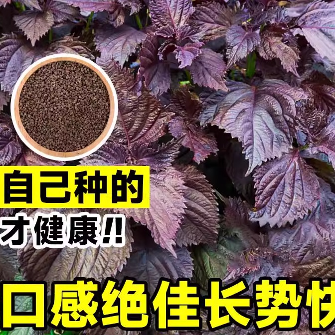 紫苏种子可食用双面红紫苏大叶紫苏种子四季耐热阳台盆栽蔬菜种子