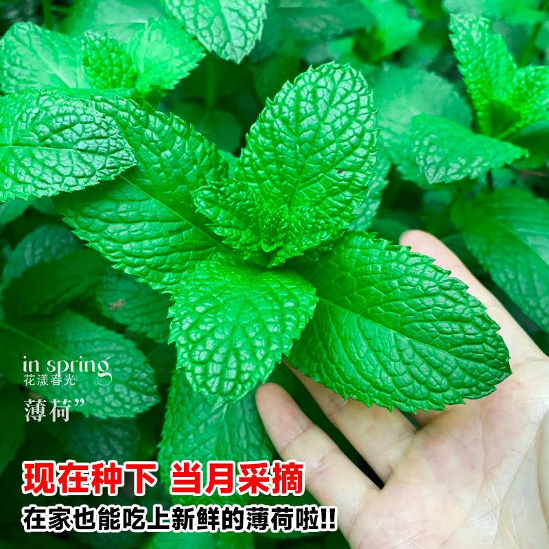 可食用薄荷种籽子盆栽猫薄荷种子阳台植物蔬菜种孑四季种植花种子