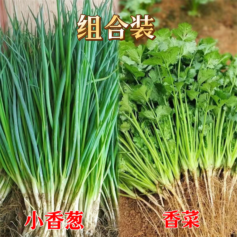 四季小香葱香菜种籽蔬菜种子味香浓易种盆栽阳台室内外种植大小叶