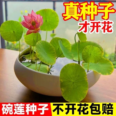 水培碗莲种籽子四季睡莲荷花水养植物种藕缸养盆栽铜钱草草籽种孑