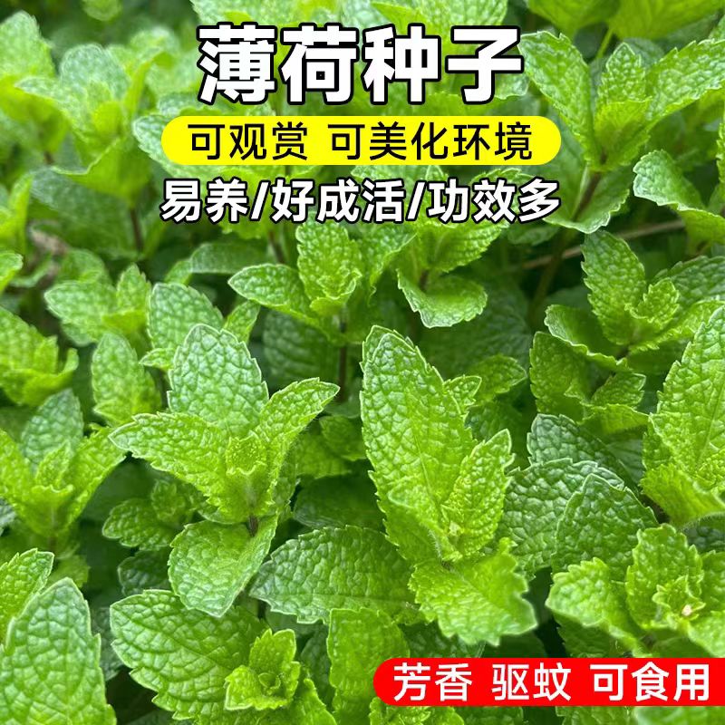 薄荷盆栽水培薄荷叶种籽子新鲜可食用迷迭香驱蚊植物室内绿植花卉