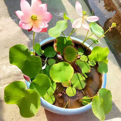 水培碗莲种籽子四季睡莲荷花水养植物种藕缸养盆栽铜钱草草籽种孑