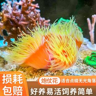 海缸生物炮仗花珊瑚太阳花珊瑚海水软体NPS珊瑚新手海缸生物