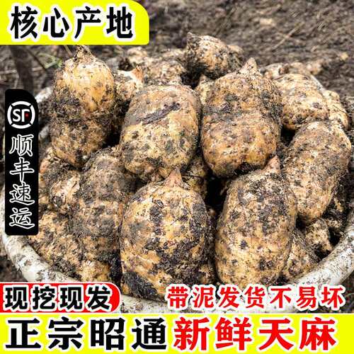 新鲜天麻云南昭通小草坝新鲜天麻深山现挖现发产地直发正宗仿野生