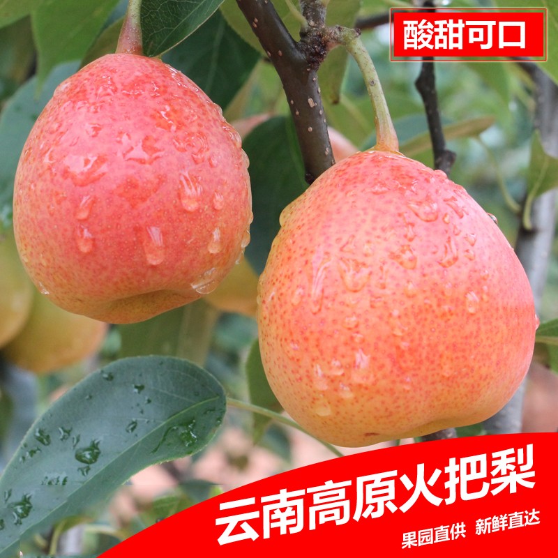 云南高原红梨酸甜火把梨大果新鲜梨子苹果梨酥脆梨水果香梨皮薄