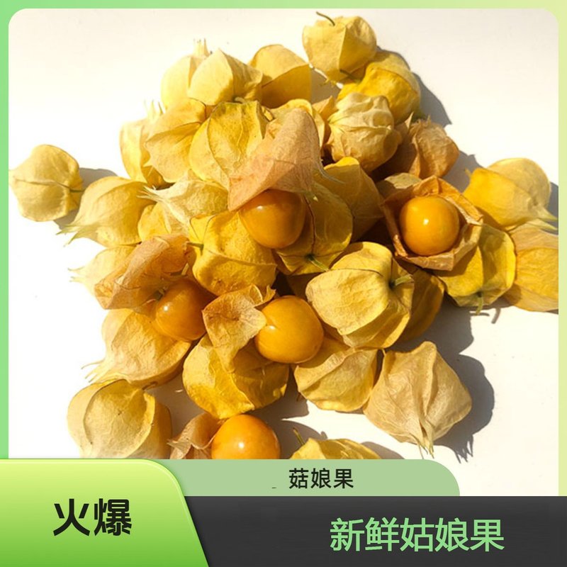 原产地直发新鲜头茬东北菇娘果新鲜香甜多汁水果产地直发