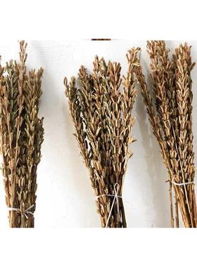 Sesame salks, drye bratnchs, sraw tj#h%sd%stems for mtoving