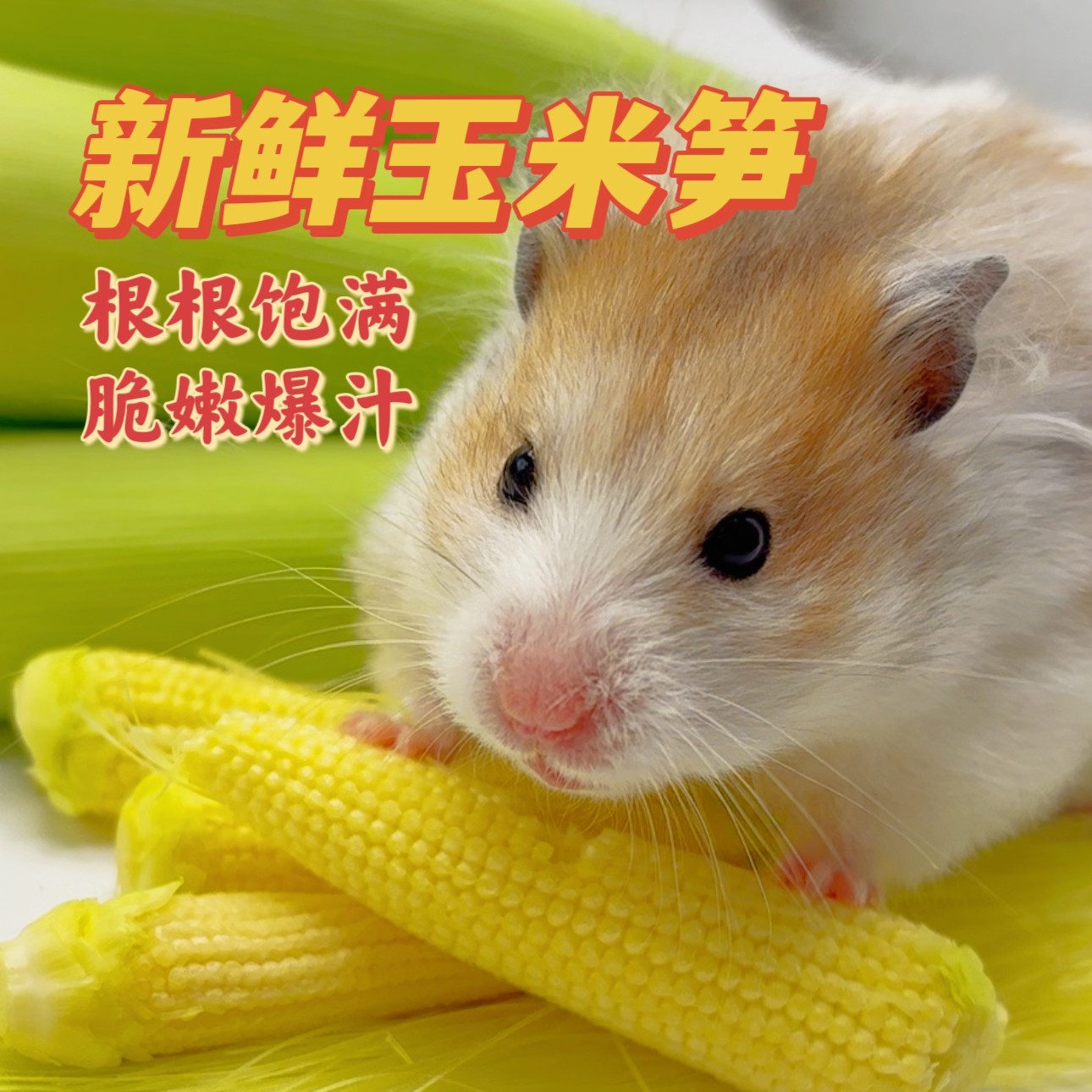 新鲜玉米笋仓鼠零食躺手神器金丝熊补充维生素营养水果粮食图片