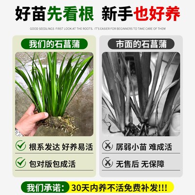 水培石菖蒲苗鱼池龟缸造景水草植物养龟绿植附石四季常青龟缸大全