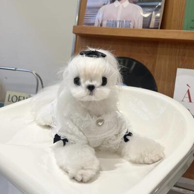 YCANCAN 新款宠物衣服猫狗蕾丝打底衫马尔济斯西施犬约克夏短袖AI