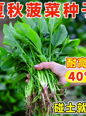 四季易种植高产超耐热春夏播大叶菠菜种子种夏季秋季蔬菜波菜种子