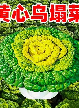 黄心乌塌菜种子黑心乌塌菜种籽抗热耐寒黄心菜秋冬季蔬菜种孑大全