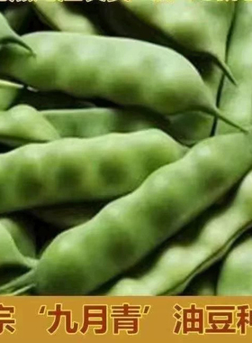 九月青种子东北油豆角新品种将军豆红绿小油豆芸豆蔬菜籽无筋豆粒