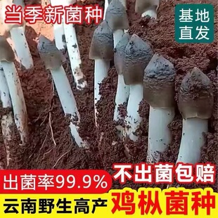 食用鸡枞菌原种菌种包高产菌伞把菇三塔菌鸡肉菌夏至菇四季种菌种