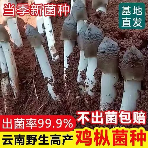 食用鸡枞菌原种菌种包高产菌伞把菇三塔菌鸡肉菌夏至菇四季种菌种