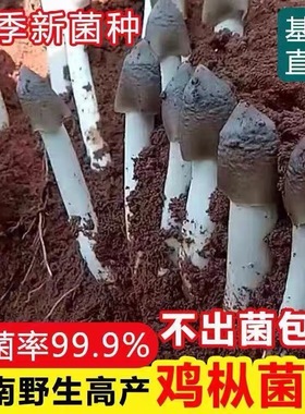 食用鸡枞菌原种菌种包高产菌伞把菇三塔菌鸡肉菌夏至菇四季种菌种