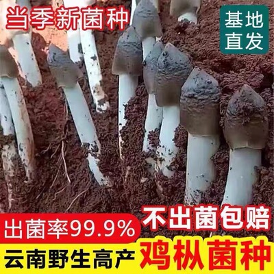 食用鸡枞菌原种菌种包高产菌伞把菇三塔菌鸡肉菌夏至菇四季种菌种