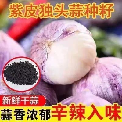 圆头大蒜独头蒜种籽紫皮云南种子产量高四季播种独头大蒜圆头蒜种