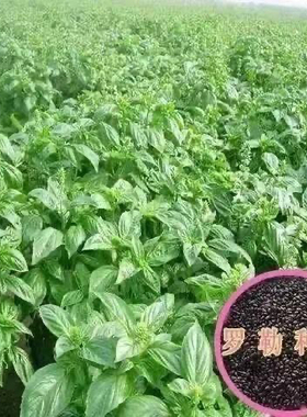 九层塔种子罗勒种籽食用香甜蔬菜种籽香草金不换阳台菜园蔬菜种子