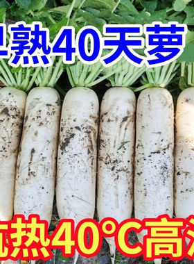 抗热40天白萝卜种子夏季长白萝卜种籽孑耐热夏秋蔬菜种籽早熟高产