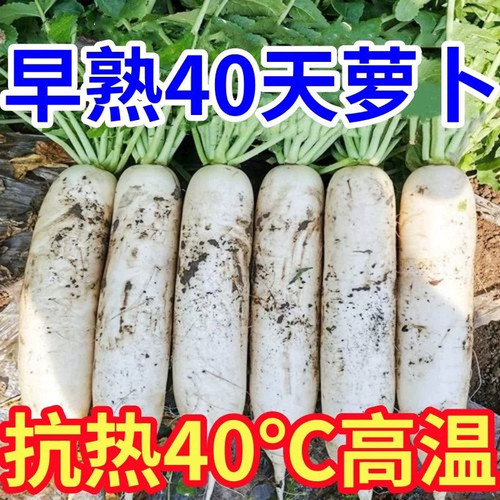 抗热40天白萝卜种子夏季长白萝卜种籽孑耐热夏秋蔬菜种籽早熟高产