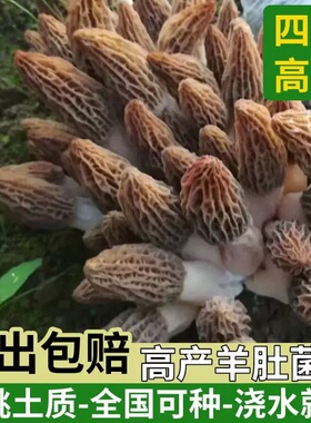 云南野生羊肚菌菌种菌包室内家庭种植高产羊肚蘑菌菇原种菌种家种