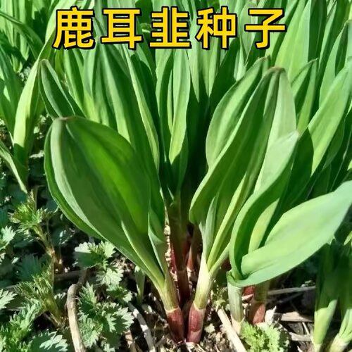 鹿耳韭种子耐寒寒葱种子新鲜鹿耳韭苗葱可食用现挖现发特色绿植
