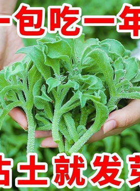 冰菜种子新鲜冰晶菜南方蔬菜四季长寿菜营养高钙冻不死沙拉菜
