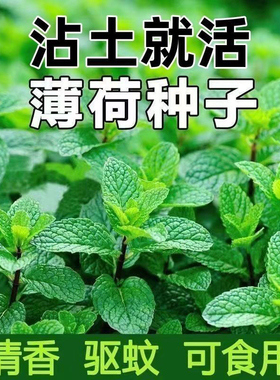 可食薄荷种子柠檬薄荷种子驱蚊花草植物种子四季阳台薄荷盆栽食用