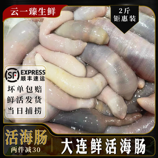 大连特产鲜活海肠2斤新鲜厚皮海肠皮海捕沙虫海鲜烧烤捞饭水饺
