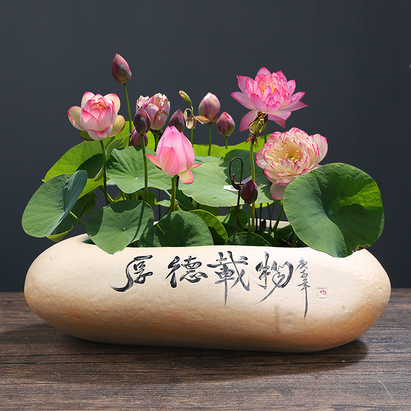 铜钱草水培花盆仿石头盆景大号清仓水仙碗莲睡莲个性创意陶瓷无孔