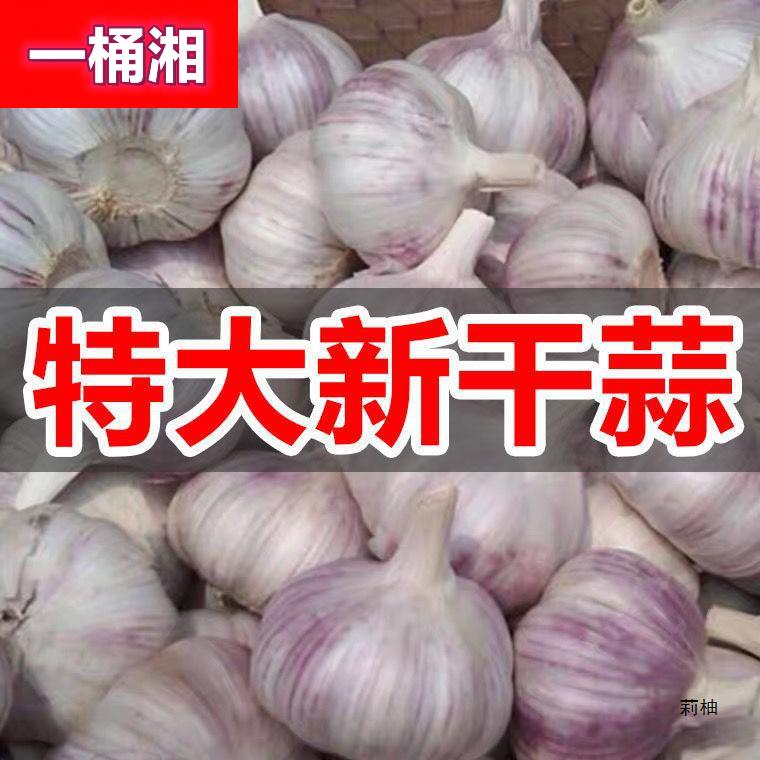 新干蒜10斤大蒜头干大蒜大蒜蒜头紫白皮大蒜新大蒜干蒜头2斤