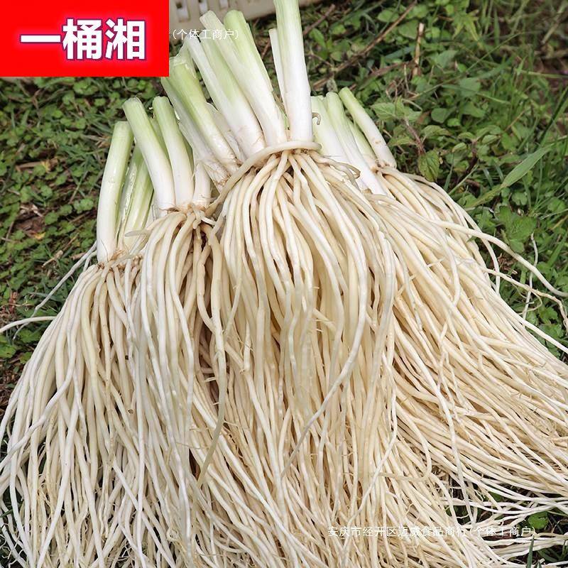 云南德宏新鲜撇菜根苤菜根大韭菜根月子良菜可腌制500克新鲜蔬菜