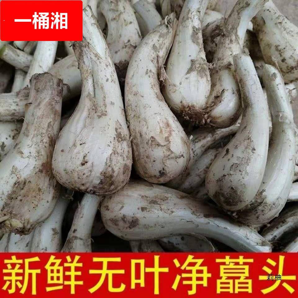 农家自种荞头藠头新鲜蔬菜现挖 茭头无叶荞头包邮 蕌头 新鲜 荞头