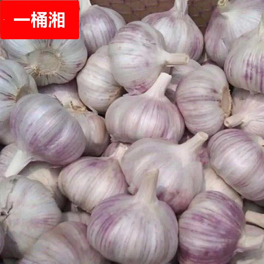 干蒜5斤大蒜头农家新大蒜头干蒜5斤紫白皮大蒜当季蔬菜整箱