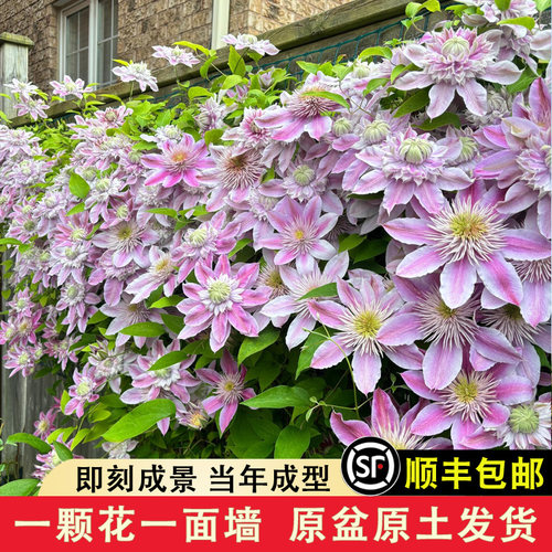 铁线莲大苗带盆发货重瓣耐寒爬藤