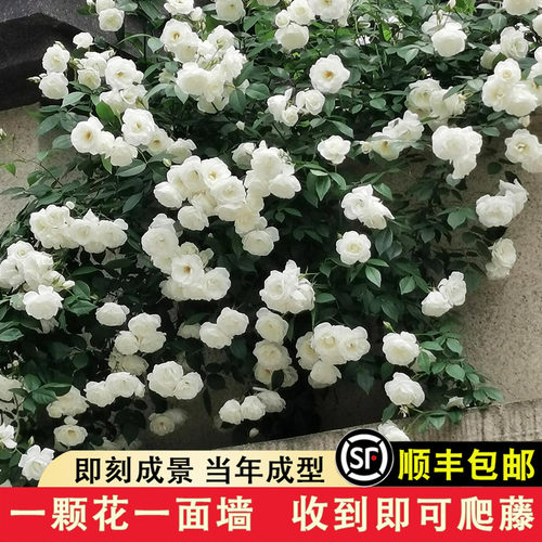 藤冰山白色藤本月季大型爬藤蔷薇大苗浓香开花玫瑰苗盆栽庭院植物