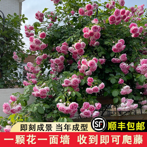 亚斯米娜月季浓香多季勤花庭院爬藤拱门花墙抗病阳台蔷薇玫瑰大苗